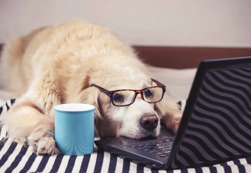 Winter Boredom Busting for Your Dog and You!
