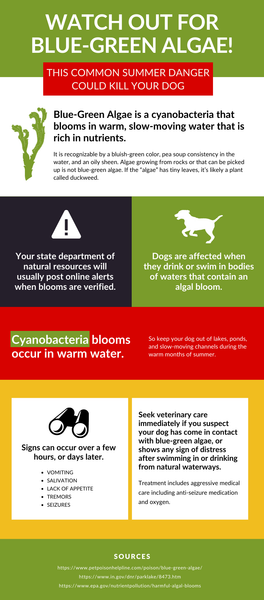 6 ways to keep your dog safe in water