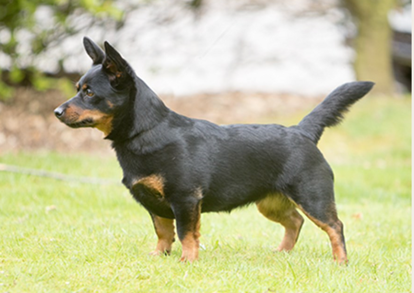 All About Lancashire Heelers