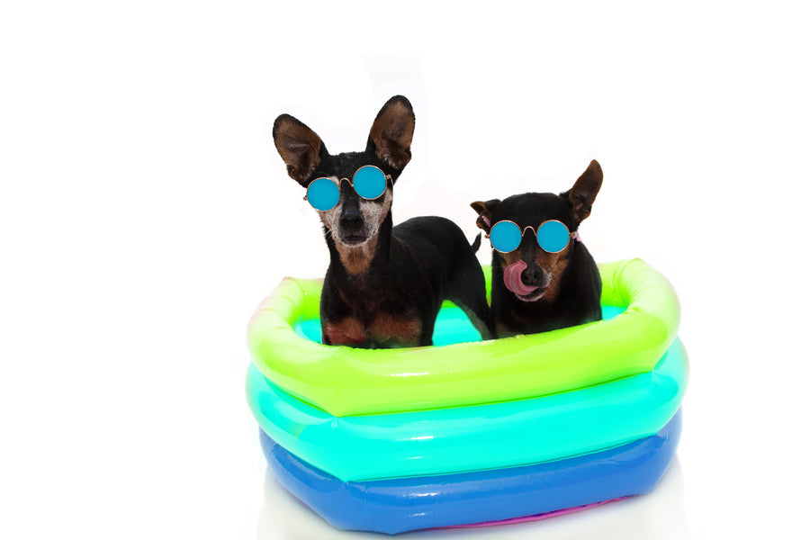 Keeping Your Dog Happy and Healthy in Summer!
